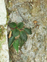 Paraboea rufescens, an individual on its limestone rock habitat, Xishuangbanna, China
