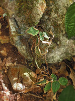 Paraboea rufescens on its limestone rock habitat, Xishuangbanna, China