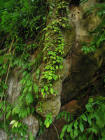 Paraboea sp. population on limestone stalactite at cave entrance, each individual exhibiting shade avoidance due to indefinite petiole elongation, Krabi, Thailand