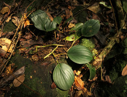 Paracostus englerianus, global spiral arrangement of the prostrate stem, each axis producing some cataphylls and a single foliage leaf, each new shoot arising at the same left side, Campo, Cameroun
