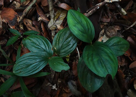 Paracostus paradoxus, slightly plicate leaves, Sepilok FR, Sabah, Borneo