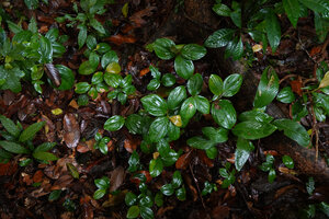 Paracostus paradoxus, the small plants at the periphery of the big central one are probably issued from seeds of the central parent plant, Sepilok FR, Sabah, Borneo