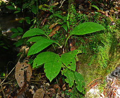Paradrymonia ciliosa on a rock boulder, Presidente Figueiredo, Manaos, Amazonas, Brazil