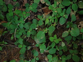 Parapentas silvatica carpeting the forest floor due to trailing rooting stems, Amani, East Usambara, Tanzania