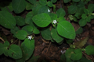 Parapentas silvatica flowering on the forest floor, Amani, East Usambara, Tanzania