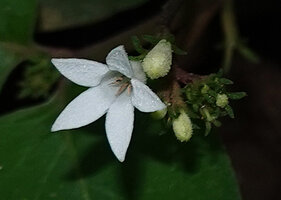 Parapentas silvatica, hairy corolla and flower buds, Amani, East Usambara, Tanzania