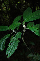 Paraphlomis javanica, leaves and sessile fruits, Poring, 600 m asl, Kinabalu NP, Sabah, Borneo