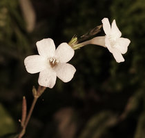 Pararuellia sumatrensis, flowers, Pacitan, Java