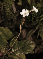 Pararuellia sumatrensis, rosetted leaves, flowers and erect cylindric transversally purple striped capsule, Pacitan, Java