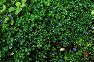 Parochetus africanus, silver striped leaf form population, Zomba, Malawi