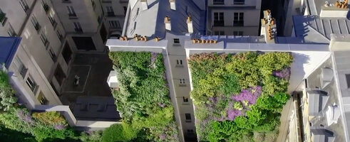 Part of the vertical garden by Patrick Blanc covering the side walls of a canyon street, Rue d&#039;Alsace, Paris