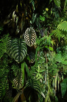 Part of the vertical garden in Patrick Blanc house with Alocasia cuprea