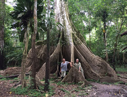 Pascal Heni and Patrick Blanc among the huge buttresses of Ceiba pentandra, Tarapoto lake, Leticia, Colombia, Nov. 2016