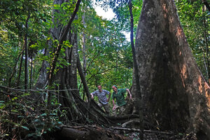 Pascal Heni and Patrick Blanc between two huge trees, Tangkoko NP, Sulawesi, April 2024