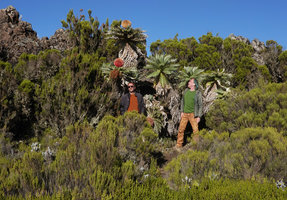 Pascal Heni and Patrick Blanc in front of Echinops longisetus, among low shrubby Erica arborea, base of Sanetti Plateau, 3800 m asl, Bale NP, Ethiopia, Jan. 2019