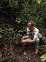 Pascal Heni filming the male flowers of a Begonia, Karawari, East Sepik, Papua New Guinea