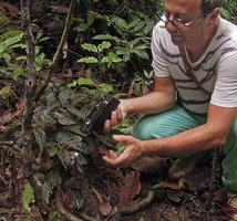 Pascal Heni filming the male flowers of a brown leaves Begonia, Karawari, East Sepik, Papua New Guinea
