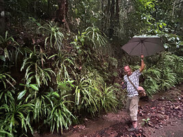 Pascal Héni, just after filming a dense population of Alsophila sinuata, Kanneliya FR, Sri Lanka, Nov. 2024