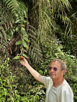 Pascal Héni showing the inflorescence of Adelmeria pinetorum, Banaue, 1700 m asl, Luzon, Philippines, April 2026