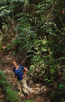 Pascal Heni under the plagiotropic branches of Amborella trichopoda, Col d&#039;Amieu, New Caledonia, Aug. 2023
