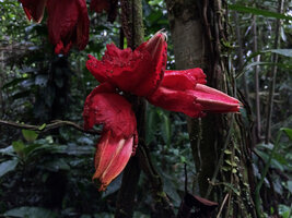 Passiflora involucrata, red involucral bracts edged by prominent glands, Calanoa, Leticia, Colombia