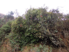 Passiflora mixta in habitat, climbing on shrubs, Manu NP, 3500 m, Peru