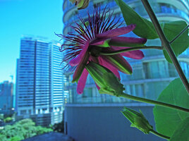 Passiflora Purple blooming at Le Nouvel, Kuala Lumpur