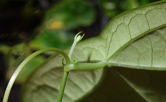 Passiflora sexocellata with its glands inserted in the lower proximal part of the petiole, Coban, Alta Verapaz, Guatemala