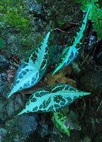 Passiflora xiikzodz, Las Lagunas, Flores, Peten, Guatemala