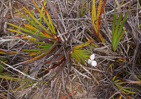 Patersonia novoguineensis, Anggi Lakes, Arfak Mts, 2000 m asl, West Papua