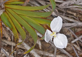Patersonia novoguineensis, flower, Anggi Lakes, Arfak Mts, 2000 m asl, West Papua