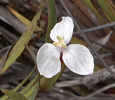 Patersonia novoguineensis, flower at anthesis, Anggi Lakes, Arfak Mts, 2000 m asl, West Papua