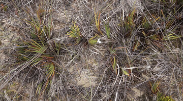Patersonia novoguineensis, population in upland wet sandy savanna, Anggi Lakes, Arfak Mts, 2000 m asl, West Papua