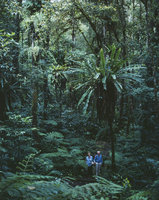 Patrick Blanc 70 years old Mother and 77 years old Father climbing Mount Beremban, Cameron Highlands, Malaysia, Aug. 1984