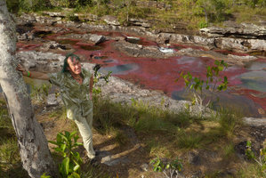 Patrick Blanc above a dense population of the deep red Macarenia clavigera, Cano Cristales, Serrania Macarena NP, Meta, Colombia, Oct. 2016