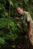 Patrick Blanc above a flowering Begonia potamophila, just under a clump of Begonia montis-elephantis, Mont des Elephants, Kribi, Cameroon, March 2018