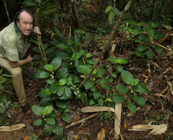 Patrick Blanc above a flowering population of Pentaphragma ellipticum, Endau Rompin NP, Malaysia, April 2017