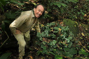 Patrick Blanc above a patch of the carpeting Paracostus englerianus,  Campo, Cameroun, March 2017