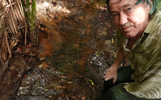 Patrick Blanc above a population of a small leaved form of Barclaya motleyi in a slow flowing black water forest stream overshaded by the spiny palm Eleiodoxa conferta, Bukit Timah, Singapore, May 2019