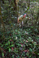 Patrick Blanc above a vegetative population of Cyperus sciaphilus, Mantadia NP, Madagascar, Aug. 2024