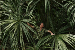 Patrick Blanc almost cryptic among the huge leaves of a young Borassodendron machadonis, covered by lichens, Phang Nga, Thailand, June 2019
