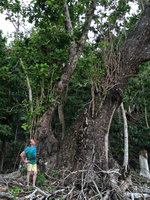 Patrick Blanc along a beach looking at a huge Terminalia catappa having survived to  the last February devastating cyclone, Taveuni, Fiji, Aug. 2016