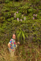 Patrick Blanc along a steep road slope covered in flowering Spathoglottis pacifica, Savusavu, Vanua Levu, Fiji, Aug. 2016