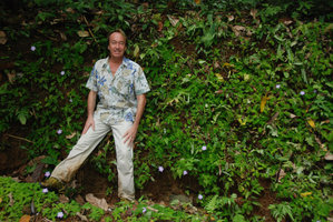 Patrick Blanc along a vertical earth bank covered in Episcia lilacina, mostly green leaved form and some brown leaved plants, Osa, Costa Rica, Jan 2011