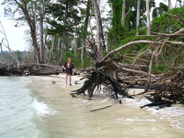Patrick Blanc along the beach among trees blown out during last November cyclone, Andaman, March 2008