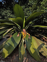Patrick Blanc amo,g the giant leaves of Johannesteijsmannia altifrons, Botanic Gardens, Singapore, Aug. 2026