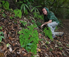 Patrick Blanc among Adiantum fronds, Las Lagunas, Flores, Peten, Guatemala, Jan. 2020