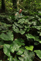 Patrick Blanc among Alocasia inornata vegetative population, Banjaran, Ipoh, Malaysia, Aug. 2018