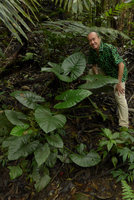 Patrick Blanc among Alocasia puber leaves, Fraser&#039;s Hill, Malaysia, Dec. 2016