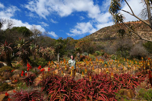Patrick Blanc among Aloe cameronii and others, Walter Sisulu Bot. Gard., Johannesburg, Aug. 2017
